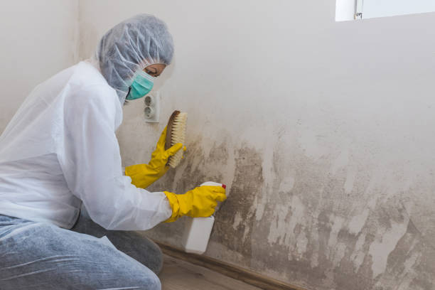 Mold Remediation for Vacation Homes in Youngstown, OH